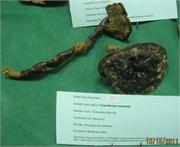 5. Ganoderma carnosum